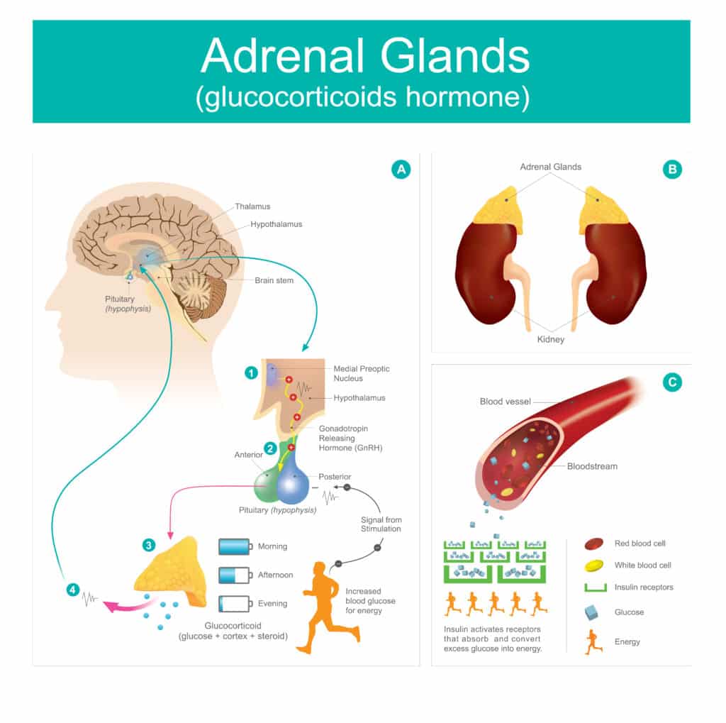 signs of overactive adrenal glands