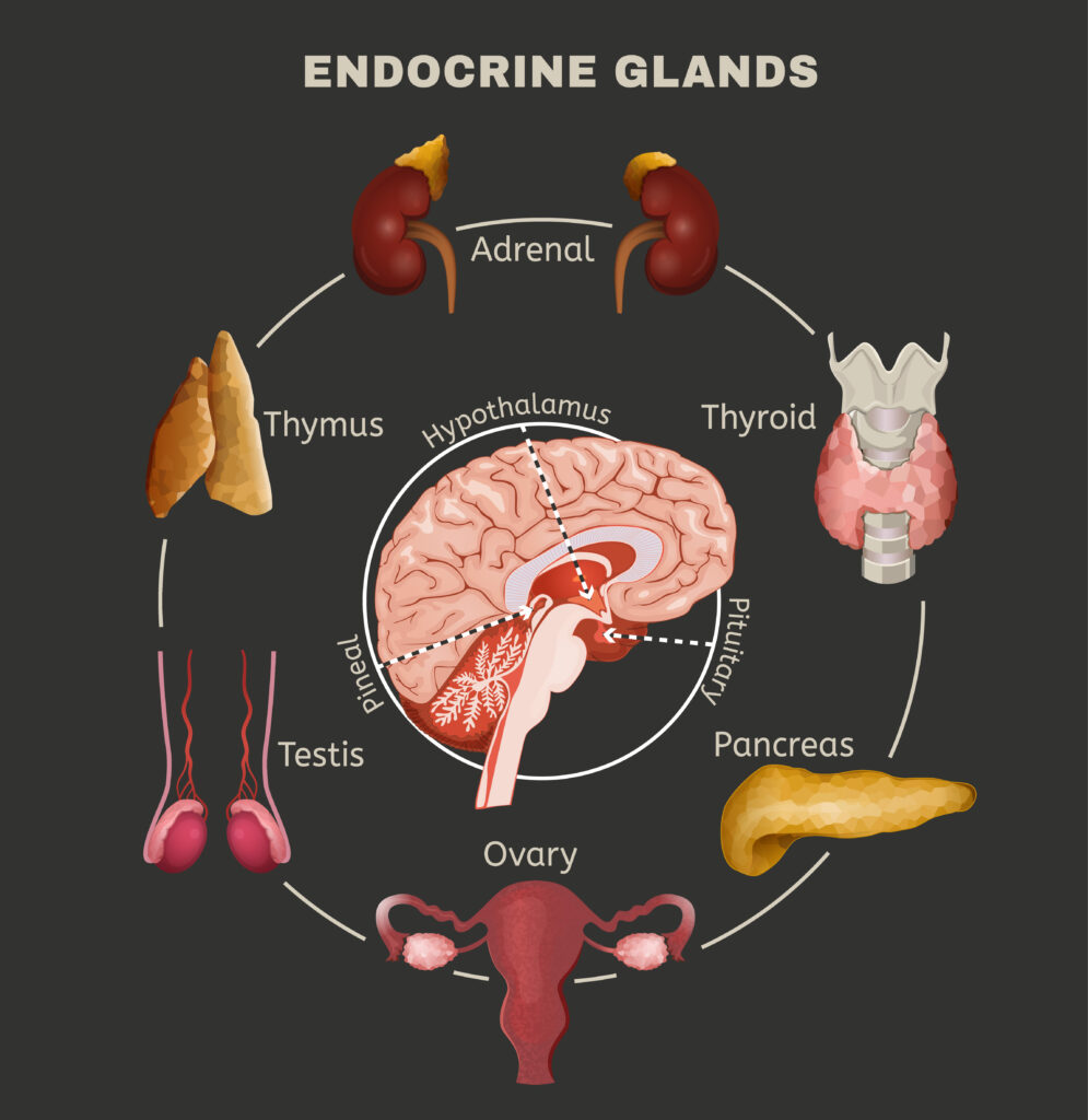 The Science Behind Hormone Replacement Therapy: How It Works science behind hormone replacement therapy